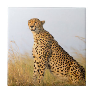 Cheetah Fliese