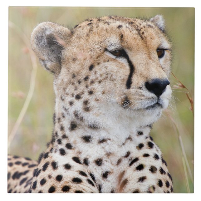 Cheetah Fliese (Vorderseite)