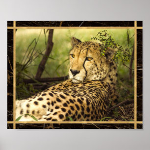 Cheetah Foto Image Print Poster