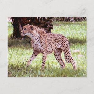 Cheetah Foto Postkarte