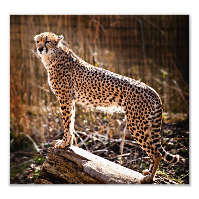 Cheetah Fotodruck (Vorne)