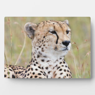Cheetah Fotoplatte