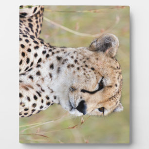 Cheetah Fotoplatte