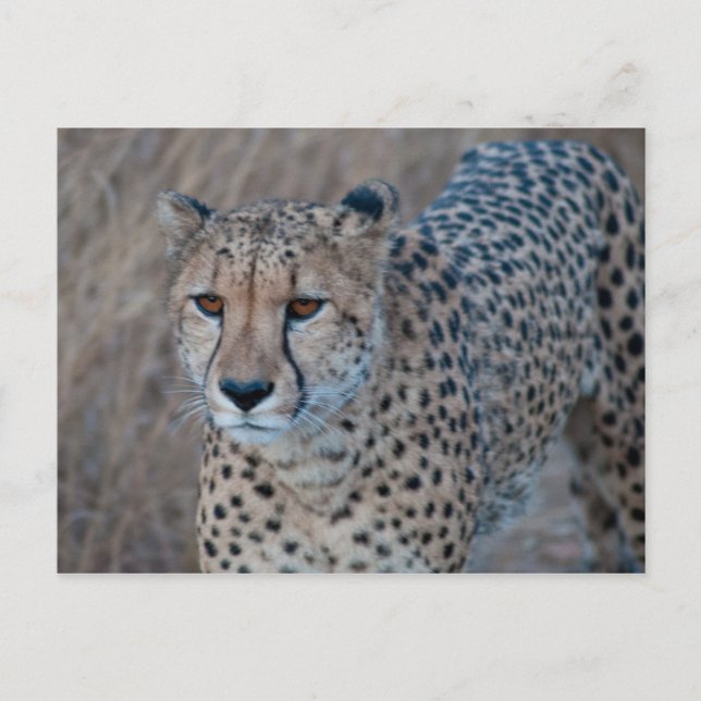 Cheetah für einen Spaziergang Postkarte (Vorderseite)