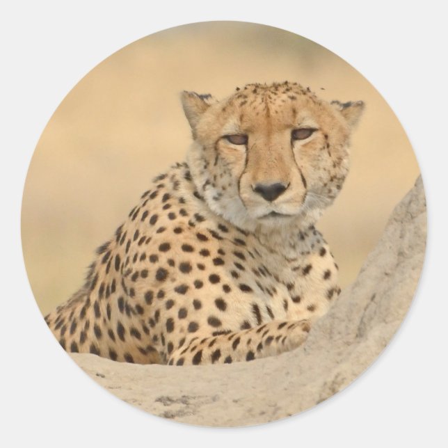 Cheetah Gaze Sticker (Vorderseite)