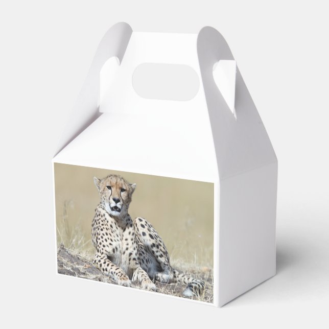 Cheetah Geschenkschachtel (Rückseite)