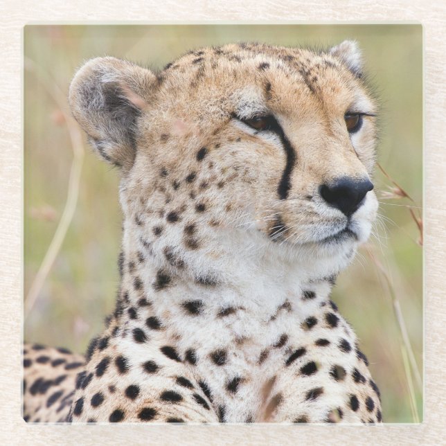 Cheetah Glasuntersetzer (Vorderseite)