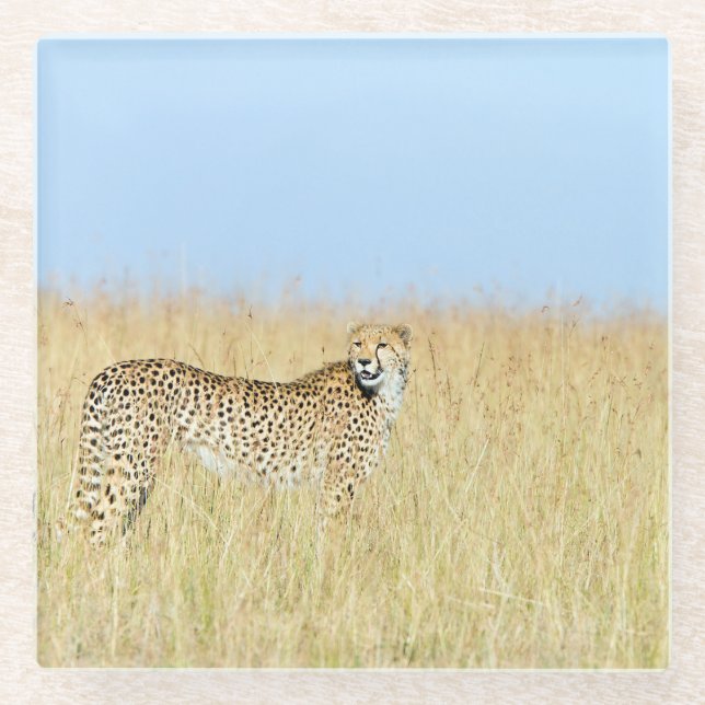 Cheetah Glasuntersetzer (Vorderseite)