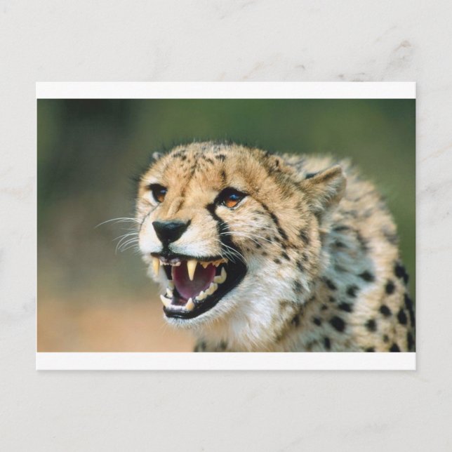 Cheetah Growl Postkarte (Vorderseite)