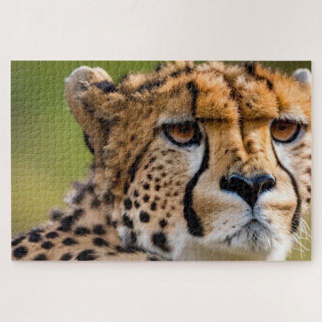 Cheetah Headshot Puzzle (Horizontal)