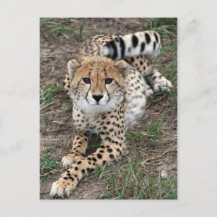 Cheetah Info Card Postkarte
