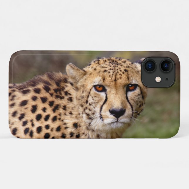 Cheetah iPhone 11 Hülle (Rückseite (Horizontal))