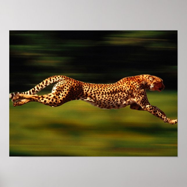 Cheetah jagt seine Beute Poster (Vorne)