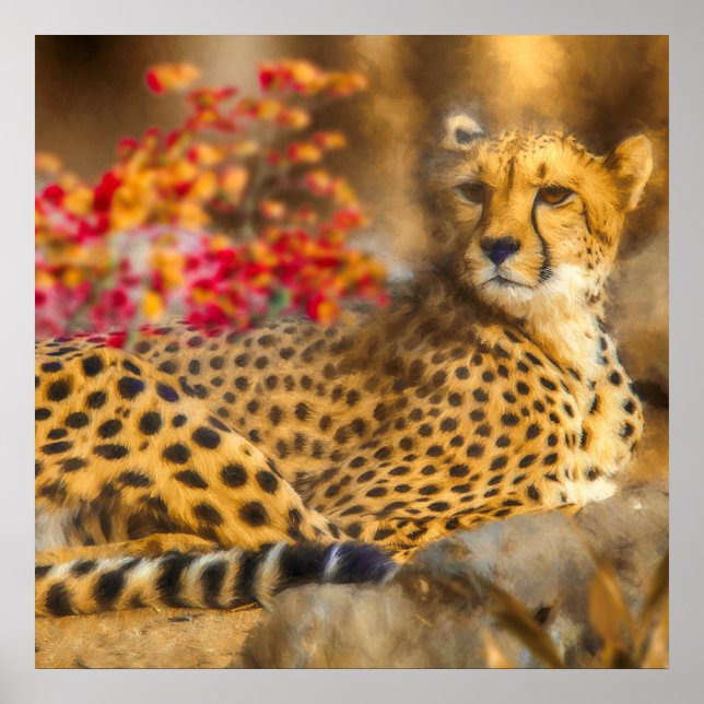 CHEETAH JUST CHILLIN POSTER (Vorne)