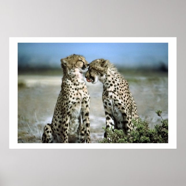Cheetah Kisses Wildlife Poster (Vorne)