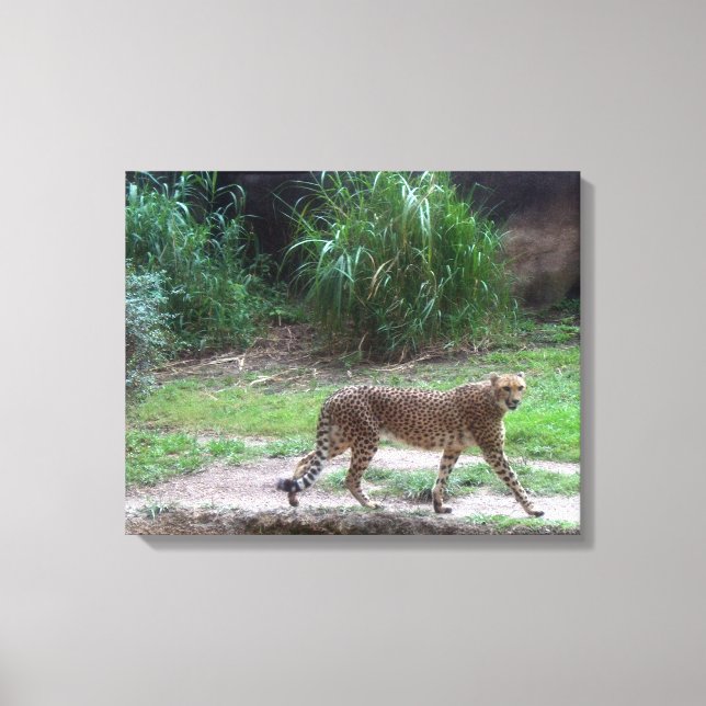 Cheetah Leinwanddruck (Vorderseite)