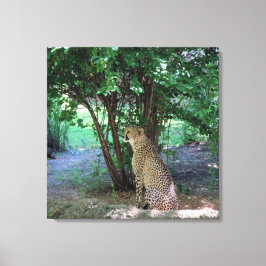Cheetah Leinwanddruck