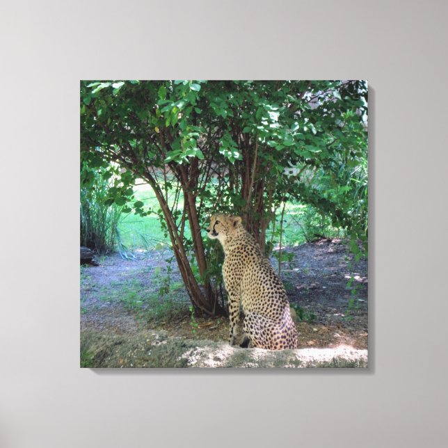Cheetah Leinwanddruck (Vorderseite)