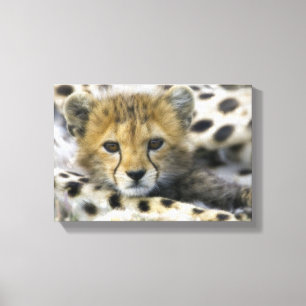 Cheetah Leinwanddruck