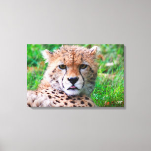 Cheetah Leinwanddruck