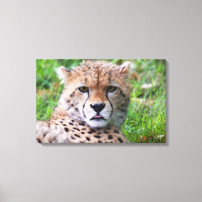 Cheetah Leinwanddruck (Vorderseite)