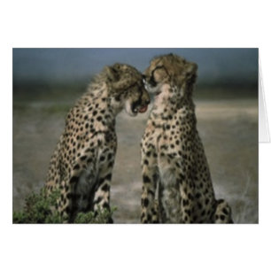 Cheetah Liebe
