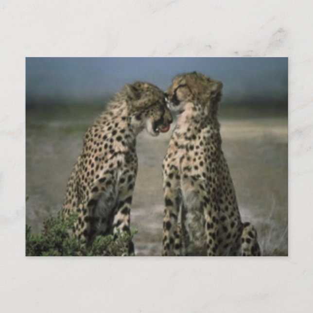 Cheetah Liebe Postkarte (Vorderseite)