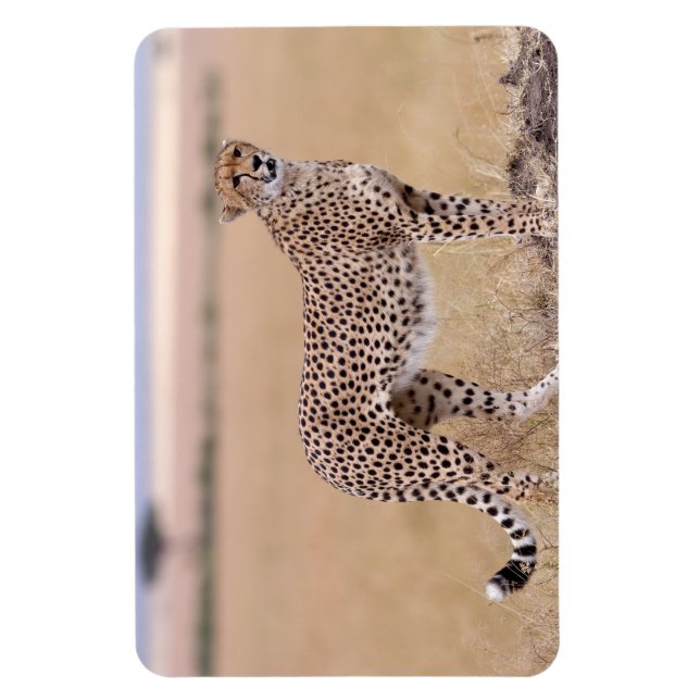 Cheetah Magnet (Vertikal)