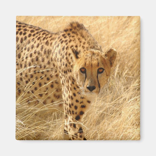 Cheetah Magnet (Vorne)