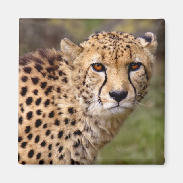 Cheetah Magnet (Vorne)