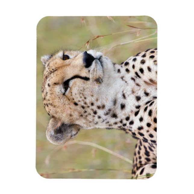Cheetah Magnet (Vertikal)
