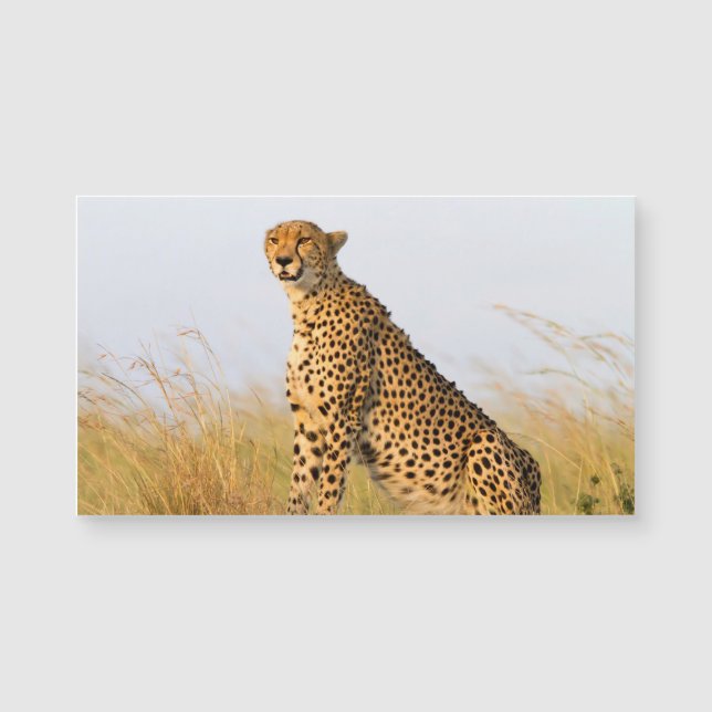 Cheetah Magnetkarte (Vorderseite)