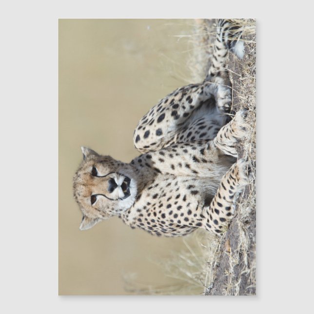 Cheetah Magnetkarte (Vorderseite)