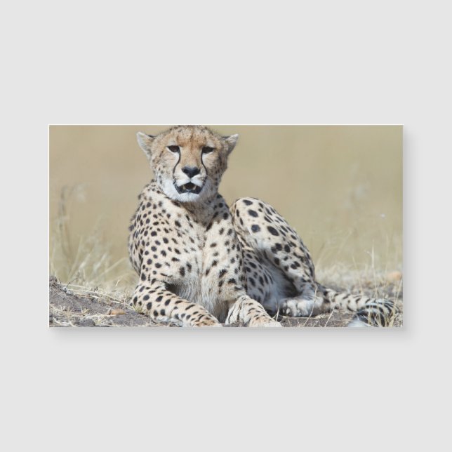 Cheetah Magnetkarte (Vorderseite)
