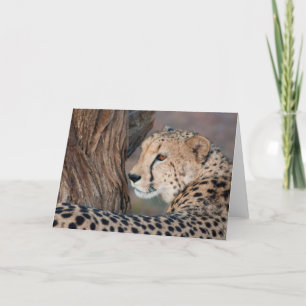 Cheetah mit Blick auf die Schulterkarte Karte