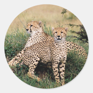 Cheetah Pair Runder Aufkleber