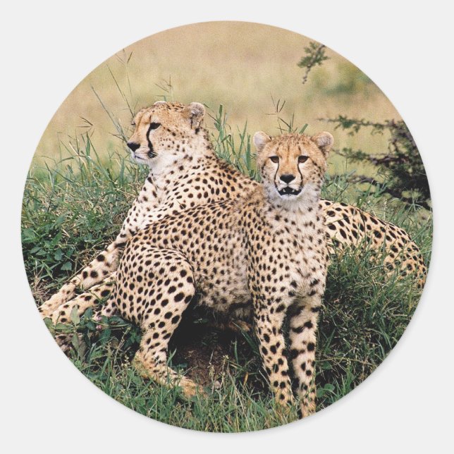 Cheetah Pair Runder Aufkleber (Vorderseite)