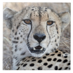Cheetah Portrait Fliese