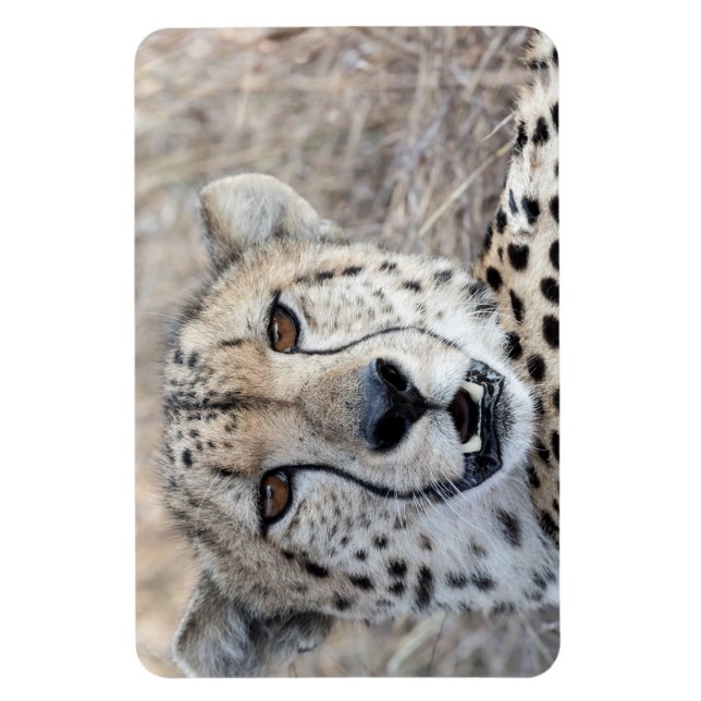Cheetah Portrait Magnet (Vertikal)