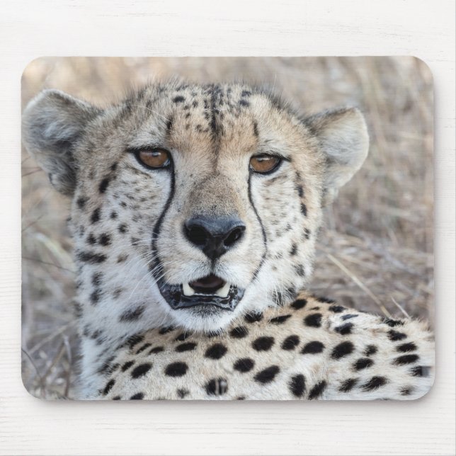 Cheetah Portrait Mousepad (Vorne)