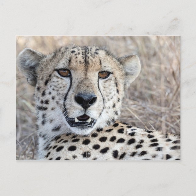 Cheetah Portrait Postkarte (Vorderseite)