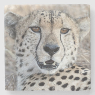 Cheetah Portrait Steinuntersetzer