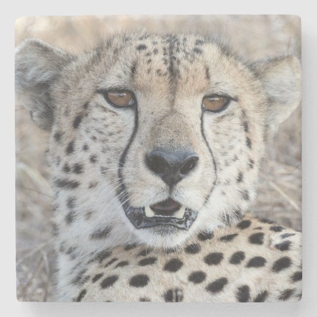 Cheetah Portrait Steinuntersetzer (Vorderseite)