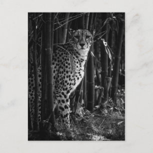 Cheetah Postcard Postkarte