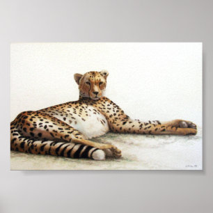 Cheetah Poster