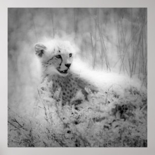 Cheetah Poster