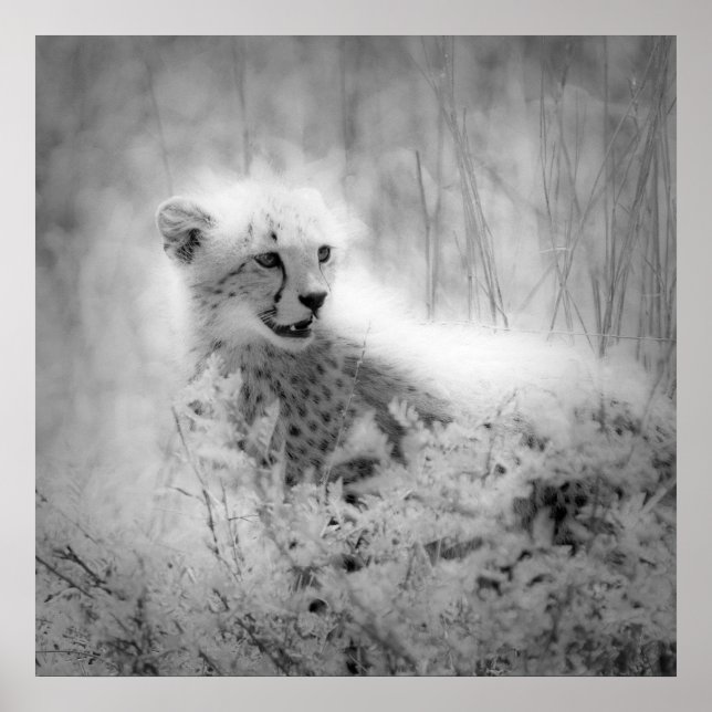 Cheetah Poster (Vorne)