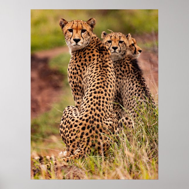 Cheetah-Poster Poster (Vorne)