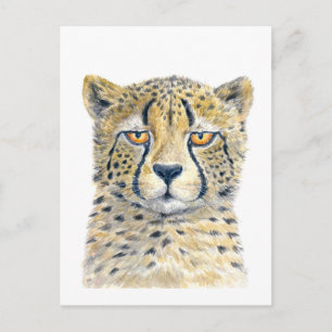 Cheetah Postkarte