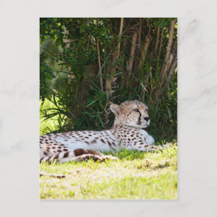 Cheetah Postkarte